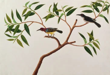 Colibri, Boorong cherichap, des dessins d